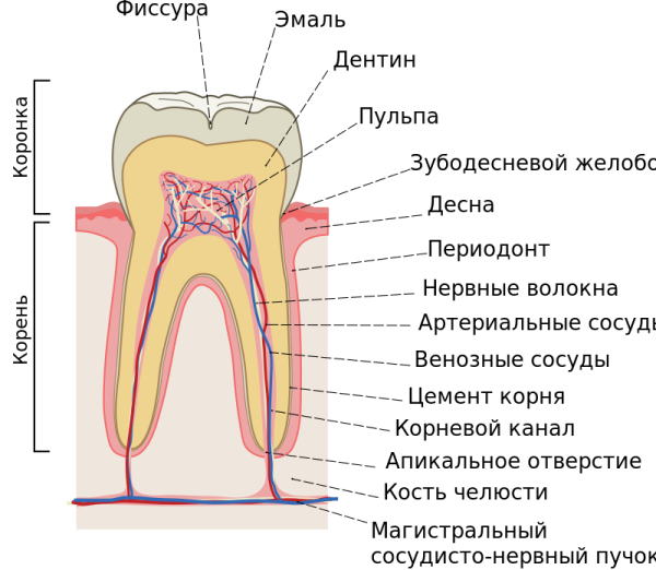 Нерв в зубе. Где находится, фото, воспаление, удаление