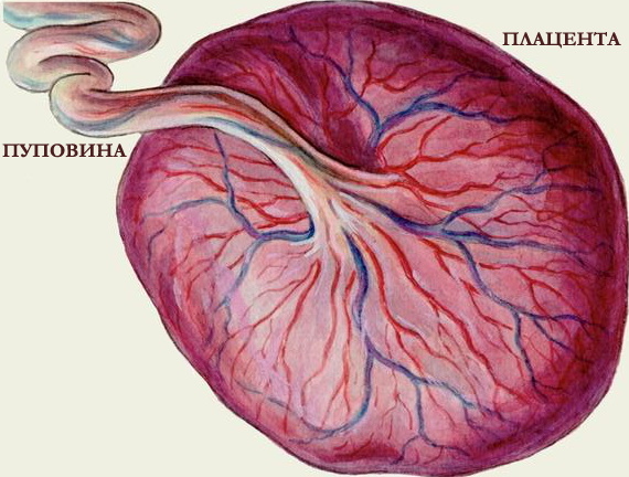 Отделение плаценты. Признаки по авторам Альфельду, Кюстнеру-Чукалову