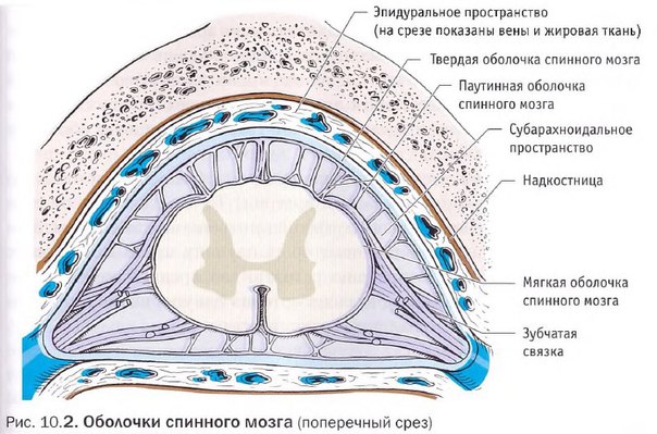 Позвоночник человека. Фото с описанием, нумерация дисков, анатомия