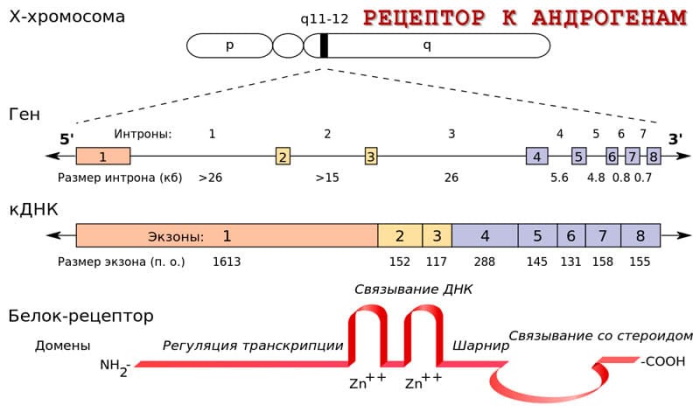 Синдром морриса фото