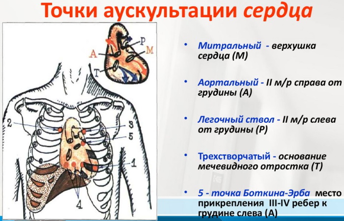 Тахикардия сердца. Причины возникновения, симптомы и лечение