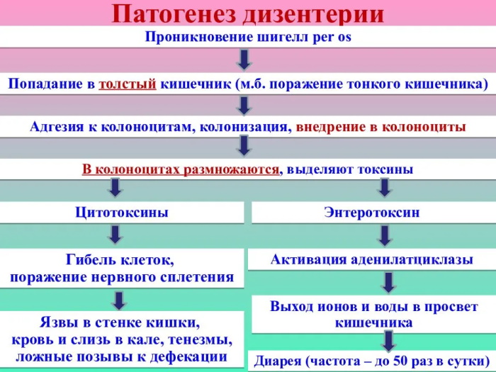 План обследования при дизентерии