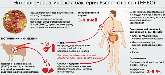 Гемолитическая кишечная палочка у взрослых. Симптомы, лечение