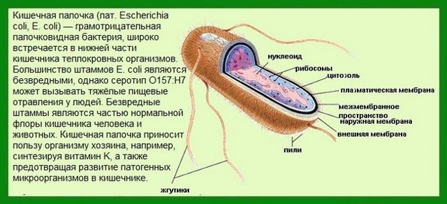 Гемолитическая кишечная палочка у взрослых. Симптомы, лечение