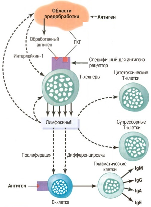 Иммунологическое исследование крови. Расшифровка