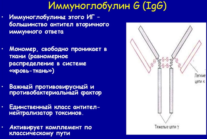 Иммунологическое исследование крови. Расшифровка