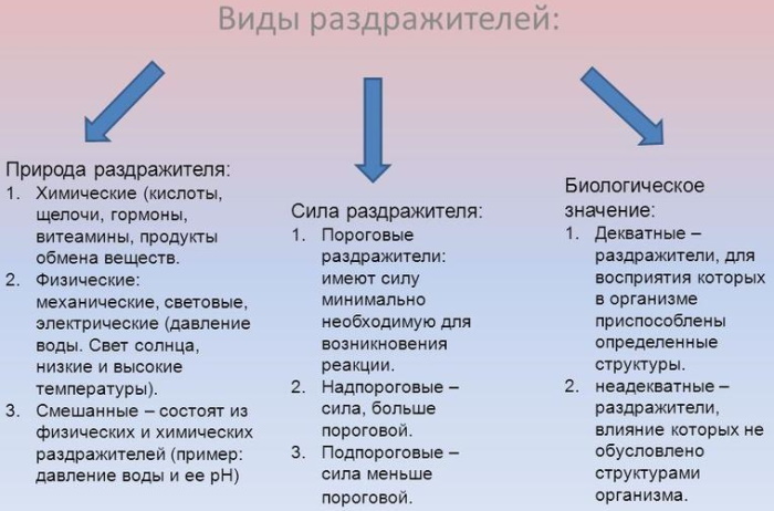 Лабильность в физиологии. Что это такое, суть