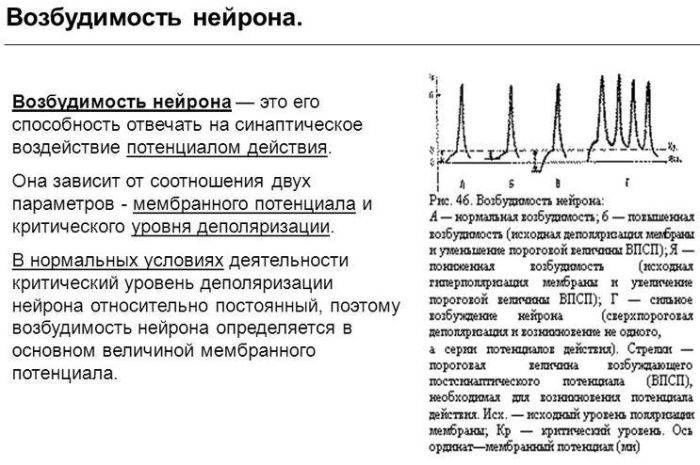 Лабильность в физиологии. Что это такое, суть