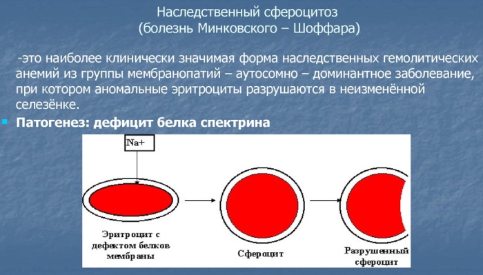 MCHC в анализе крови повышен у ребенка. Причины