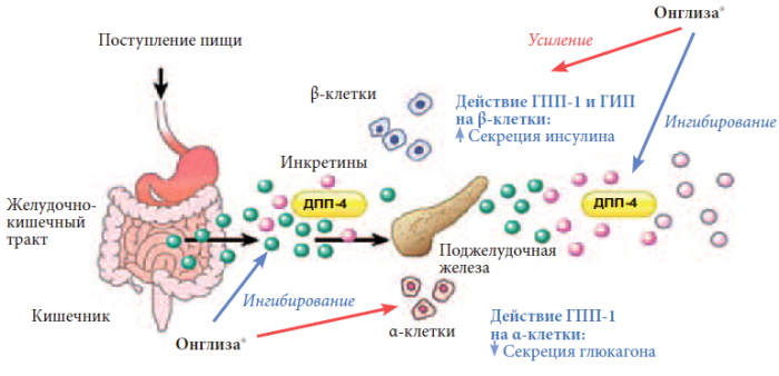 Онглиза (Onglyza). Инструкция по применению, цена, аналоги