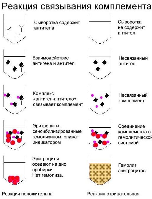 Реакция Вассермана (RW). Что это за анализ, как сдавать, сколько делается