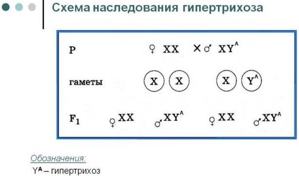 Волосы на спине у девушек. Фото, что делать