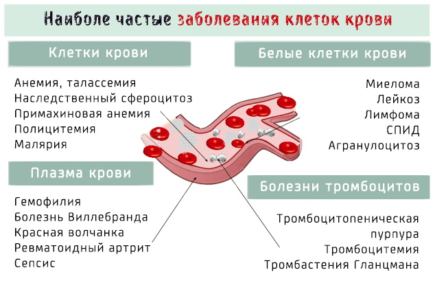 Заболевания крови у взрослых. Симптомы и причины