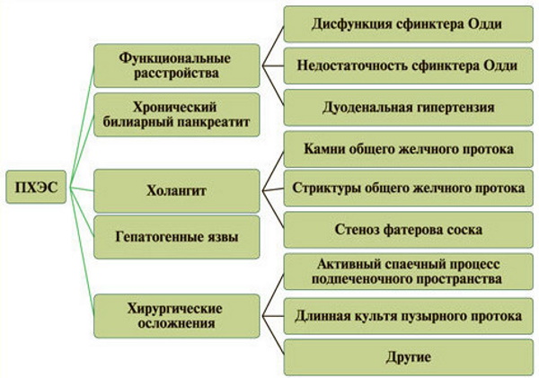 Желчный пузырь у человека. Где расположен, фото, функции