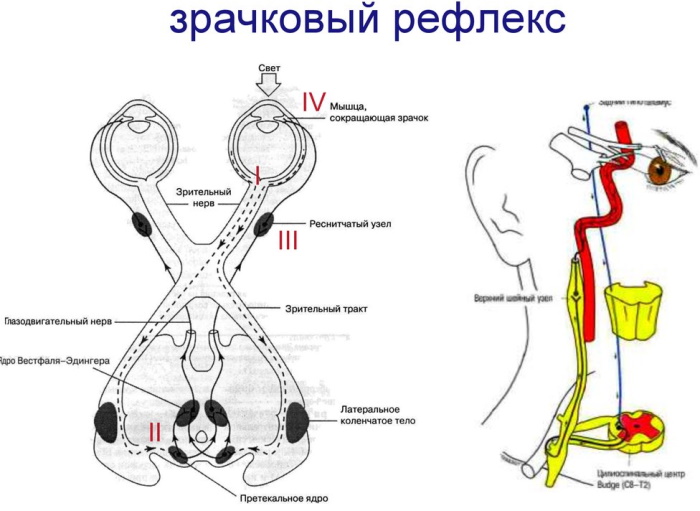 Зрачковый рефлекс рефлекторная дуга. Схема, анатомия