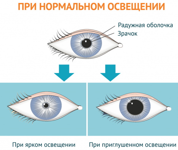 Зрачковый рефлекс рефлекторная дуга. Схема, анатомия