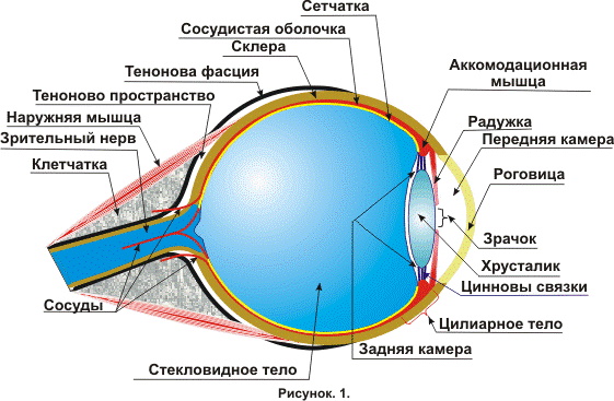 Зрачковый рефлекс рефлекторная дуга. Схема, анатомия