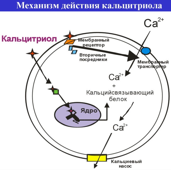 Дайвобет мазь. Инструкция по применению, цена, отзывы