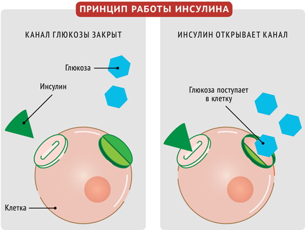 Длинный инсулин. Какой выбрать длинного действия