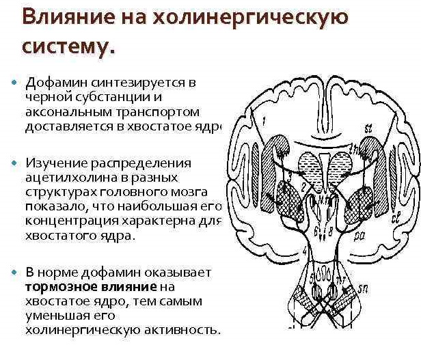 Дофамин гормон. Где содержится в продуктах, что это такое