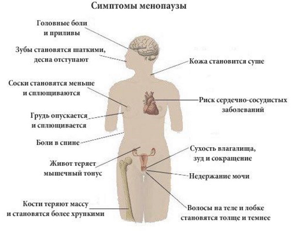 Листовидная фиброаденома молочной железы на УЗИ. Фото