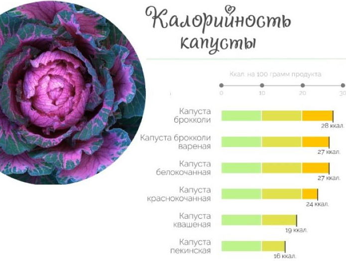 Краснокочанная капуста. Польза и вред для здоровья