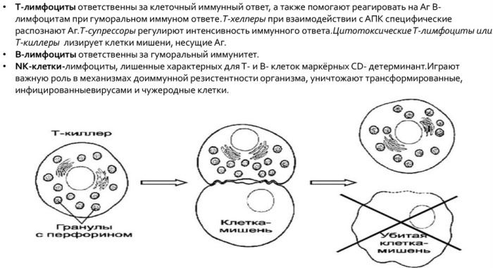 Лимфоциты понижены при беременности 1-2-3 триместр