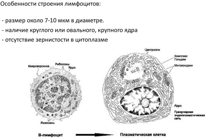 Лимфоциты понижены при беременности 1-2-3 триместр