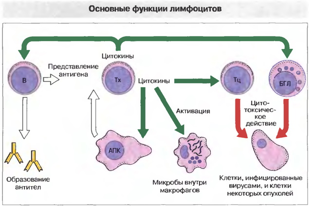 Лимфоциты понижены при беременности 1-2-3 триместр