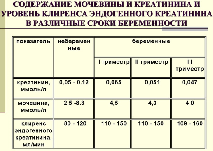 Мочевина в крови понижена при беременности. Что это значит