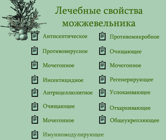 Можжевельник: польза и вред для здоровья человека