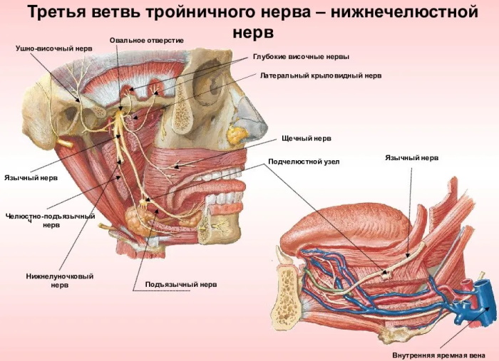 Нервы на лице человека. Расположение, фото