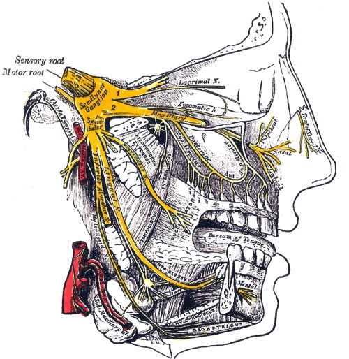 Нервы на лице человека. Расположение, фото