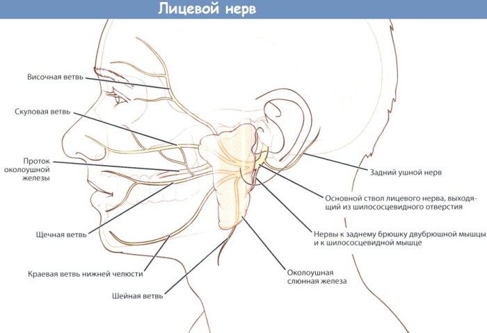 Нервы на лице человека. Расположение, фото