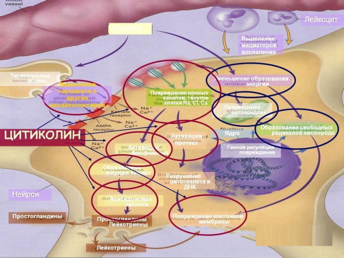 Нейпилепт 500-1000 м Цена, инструкция по применению, отзывы