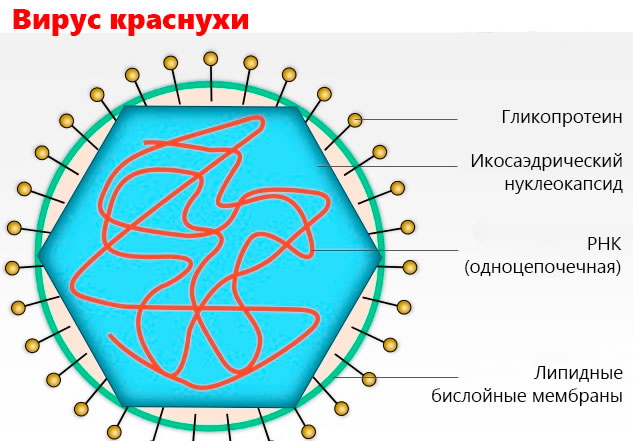 Пути передачи краснухи СанПин. Правила профилактики