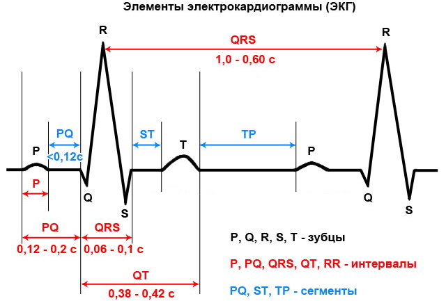 QRS комплекс ЭКГ: норма, тахикардия, что отражает узкие, широкие qrs