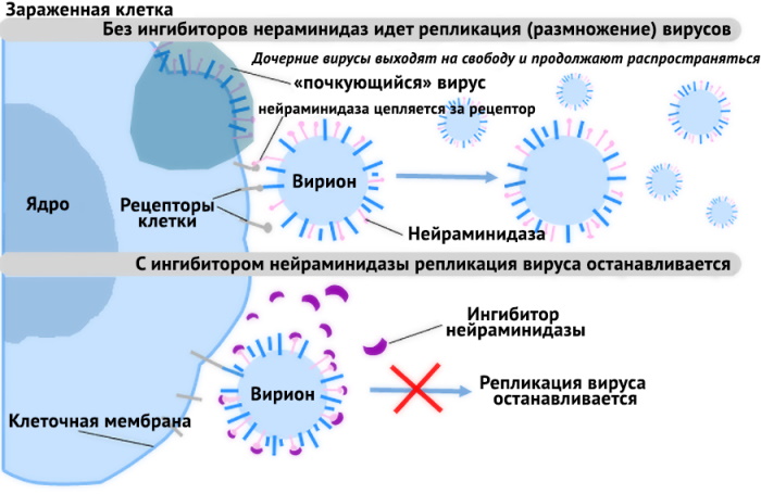 Таблетки при ОРВИ у взрослых: эффективные и недорогие