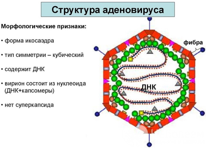 Аденовирус у взрослых. Симптомы, лечение с температурой и без