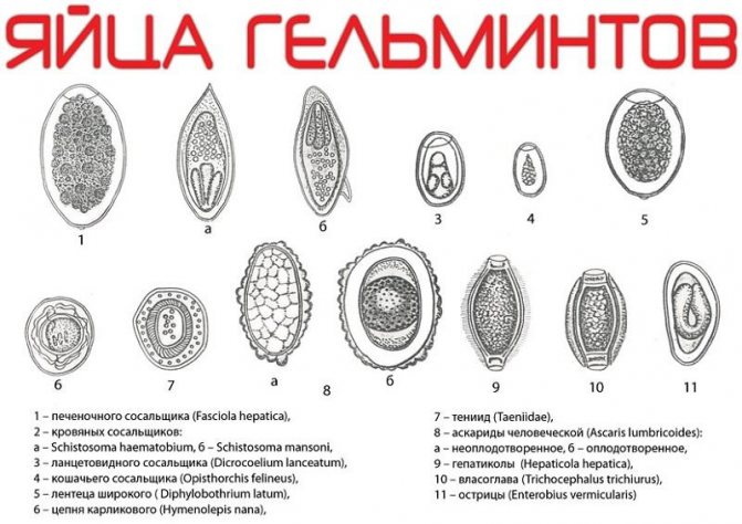 Анализ на яйцеглист ребенку. Как сдавать для садика, школы, бассейна