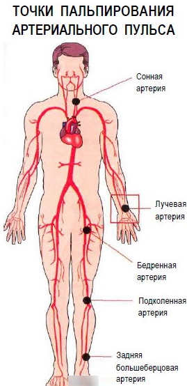 ЧДД и ЧСС у детей. Норма по возрасту, таблица