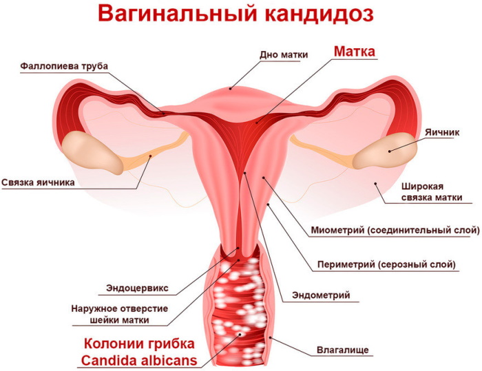 Розовые выделения при овуляции. Норма или патология