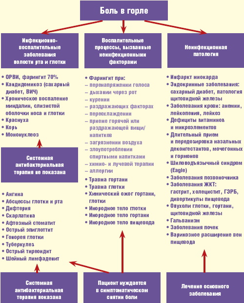 Горло здорового человека внутри фото