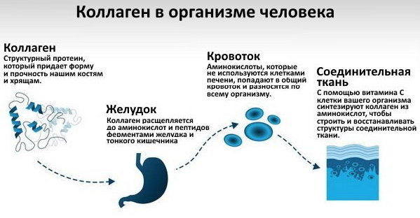 Коллаген: противопоказания к применению, побочные действия