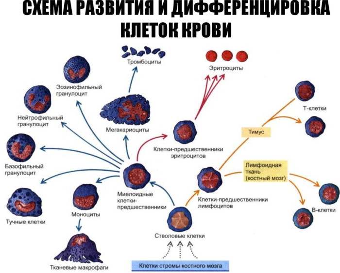 MID в анализе крови повышен у ребенка, женщин, мужчин