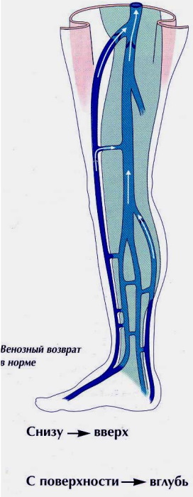 Перфорантные вены нижних конечностей. Это что такое, анатомия