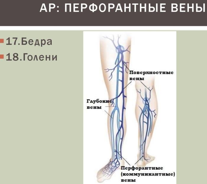 Перфорантные вены нижних конечностей. Это что такое, анатомия