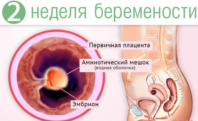 Подготовка к криопереносу эмбрионов в естественном цикле