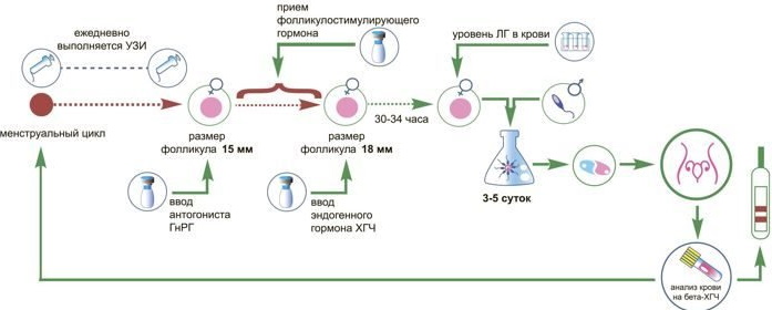 Подготовка к криопереносу эмбрионов в естественном цикле