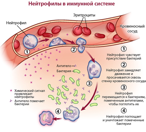 Показатели крови у детей. Норма до года, 3-7 лет и старше, таблица